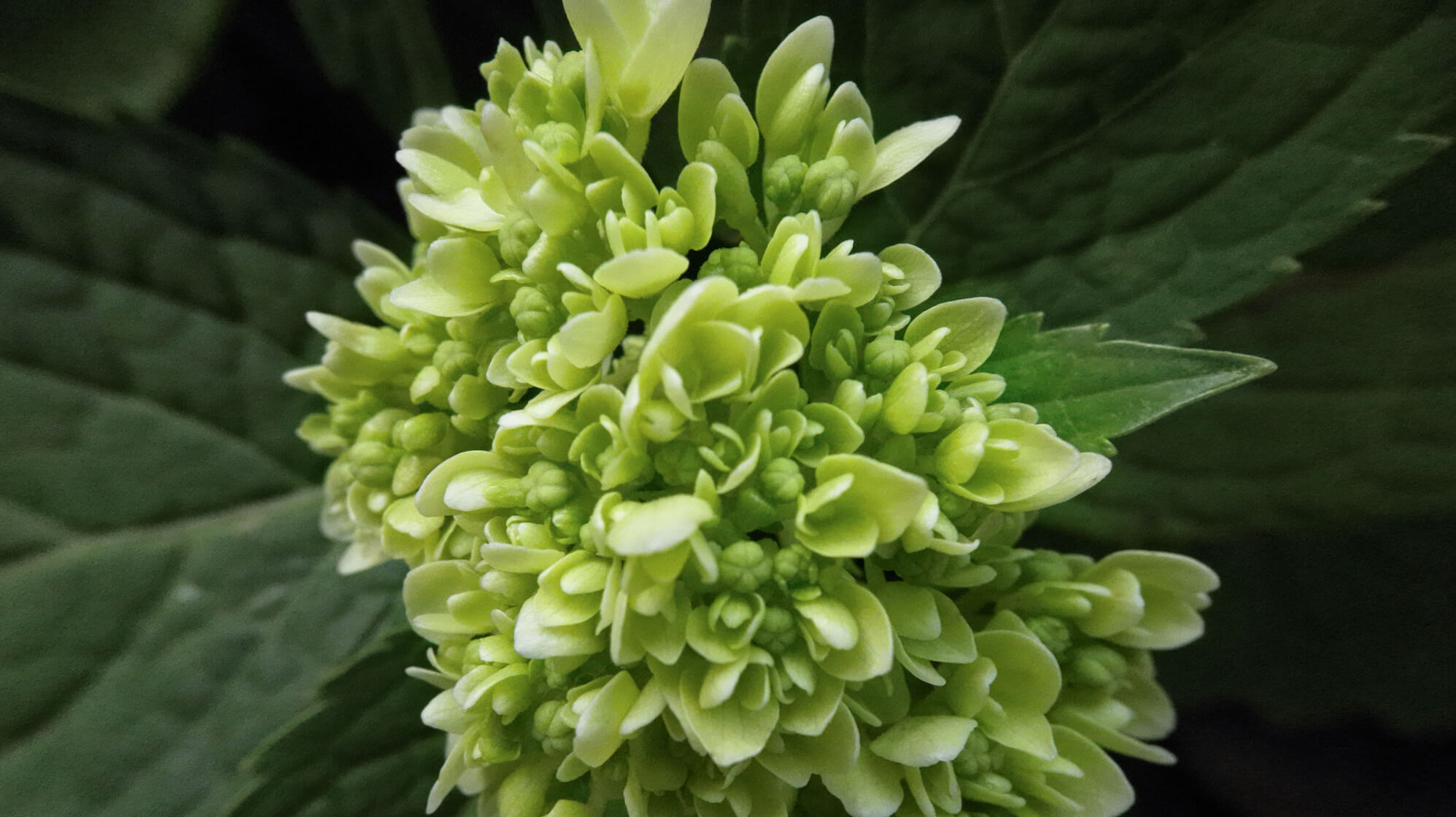 Снято на макрообъектив DJI Action 2