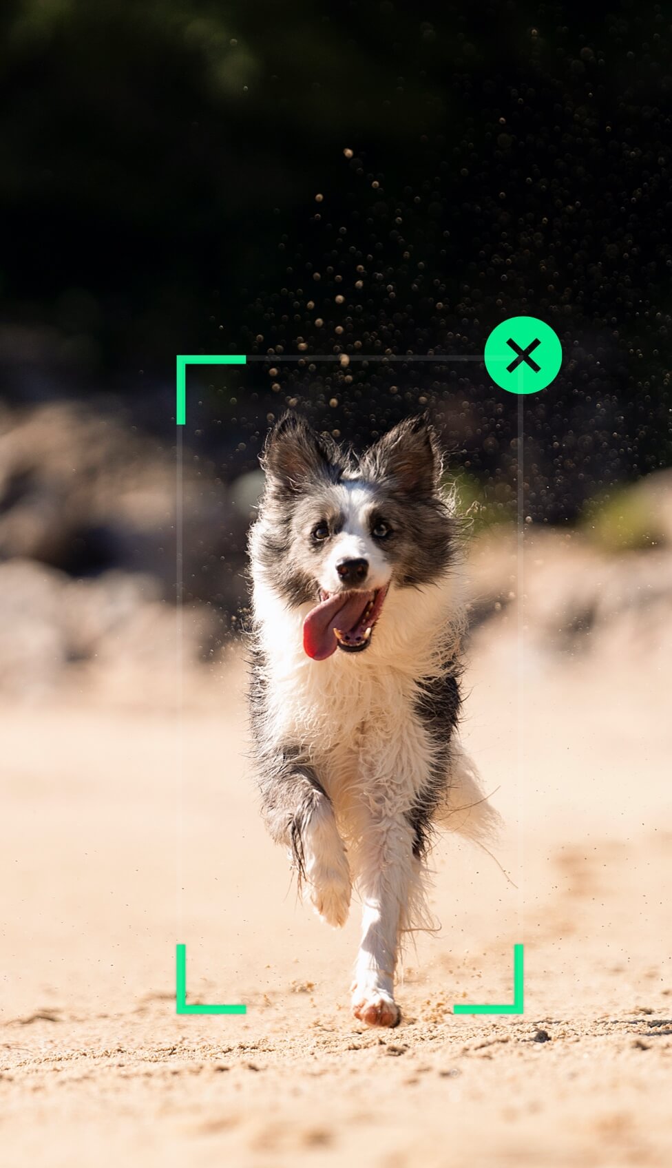 Следуйте за перемещениями вашего питомца.